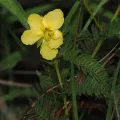 desertnaturalist · CC BY 4.0 · GBIF