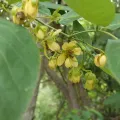 Sinaloa Silvestre · CC0 1.0 · GBIF