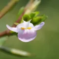 葉子 · CC0 1.0 · GBIF