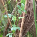 Erwin Sieben · CC0 1.0 · GBIF