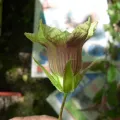 Unknown · CC0 1.0 · GBIF