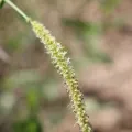 demianlescano · CC0 1.0 · GBIF
