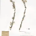 Naturalis Biodiversity Center · CC0 1.0 · GBIF