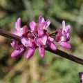 Wendy McCrady · CC BY 4.0 · GBIF