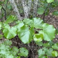 Rajan Rao · CC BY 4.0 · GBIF