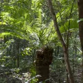 Paulmathi Vinod · CC BY 4.0 · GBIF