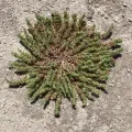 Amanda Fisher · CC BY 4.0 · GBIF