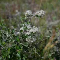 Anders Hastings · CC BY 4.0 · GBIF