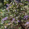 Arvel Hernandez · CC BY 4.0 · GBIF