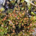 Helen Waterman · CC BY 4.0 · GBIF