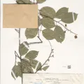 Naturalis Biodiversity Center · CC0 1.0 · GBIF