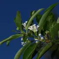 Dennis Vollmar · CC BY 4.0 · GBIF