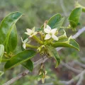 flamelily · CC0 1.0 · GBIF