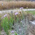 Vicki Miller · CC0 1.0 · GBIF