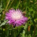 Andrey Polstianoi · CC BY 4.0 · GBIF