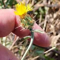 Karim Haddad · CC BY 4.0 · GBIF