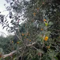 demianlescano · CC0 1.0 · GBIF