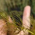 arthur_haendler · CC BY 4.0 · GBIF
