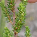 Karen Eichholz · CC BY 4.0 · GBIF