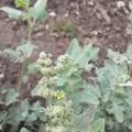 florsoteras · CC BY 4.0 · GBIF