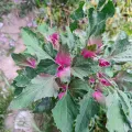 Eleftherios Katsillis · CC BY 4.0 · GBIF