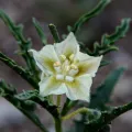 Andrew Tree · CC BY 4.0 · GBIF