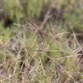 Kym Nicolson · CC BY 4.0 · GBIF