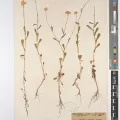 Royal Botanic Gardens, Kew · CC BY 4.0 · GBIF