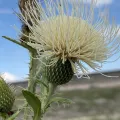 Harry Podschwit · CC BY 4.0 · GBIF