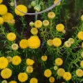 Martjie Fia Fourie · CC BY 4.0 · GBIF