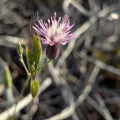 Marios Thoma · CC BY 4.0 · GBIF
