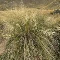 Alan Weakley · CC0 1.0 · GBIF