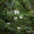 Wang.QG · CC BY 4.0 · GBIF
