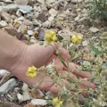 sharpnel · CC BY 4.0 · GBIF