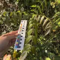 Emmett Serrano · CC BY 4.0 · GBIF