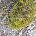Flavien Saboureau · CC BY 4.0 · GBIF