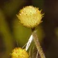 i_c_riddell · CC BY 4.0 · GBIF
