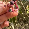 Peter Quakenbush · CC BY 4.0 · GBIF
