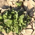 Karim Haddad · CC BY 4.0 · GBIF
