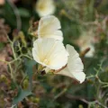 Eleftherios Katsillis · CC BY 4.0 · GBIF