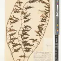 Royal Botanic Gardens, Kew · CC BY 4.0 · GBIF