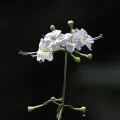 desertnaturalist · CC BY 4.0 · GBIF