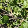 Sinaloa Silvestre · CC0 1.0 · GBIF