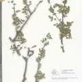 Naturalis Biodiversity Center · CC0 1.0 · GBIF