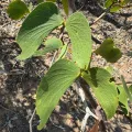 Peter Uetz · CC BY 4.0 · GBIF