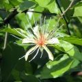 Vijay Barve · CC0 1.0 · GBIF