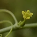 Siddarth Machado · CC BY 4.0 · GBIF