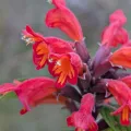 Sagnik Dutta Roy · CC BY 4.0 · GBIF