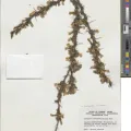 Unknown · CC0 1.0 · GBIF