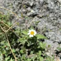 Alfredo F. Fuentes Claros · CC0 1.0 · GBIF